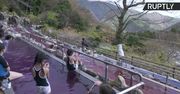 Winne spa w Japonii