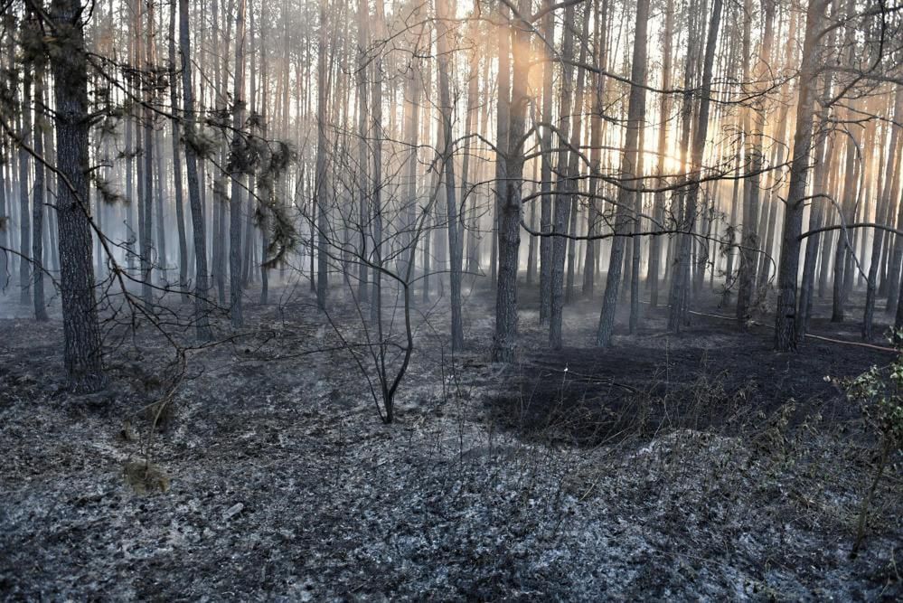 W tym roku w lasach wybuchło o blisko 3 tys. mniej pożarów niż w 2019 r.