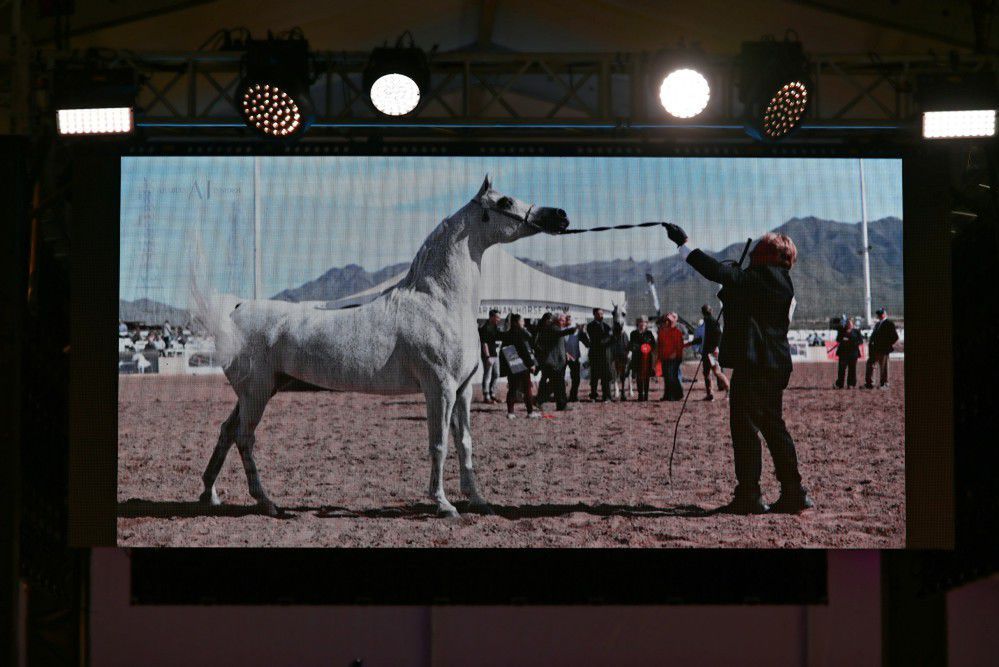 1 mln 250 tys. euro za klacz Perfinka na aukcji “Pride of Poland”
