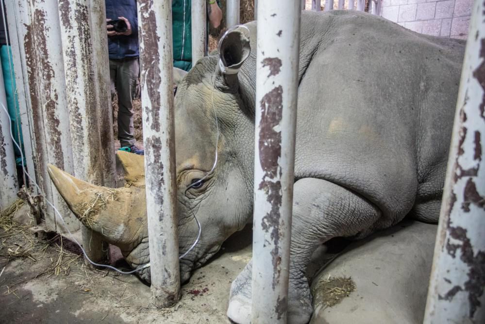 W Nowym Zoo w Poznaniu powstaje pawilon dla żyraf i nosorożców