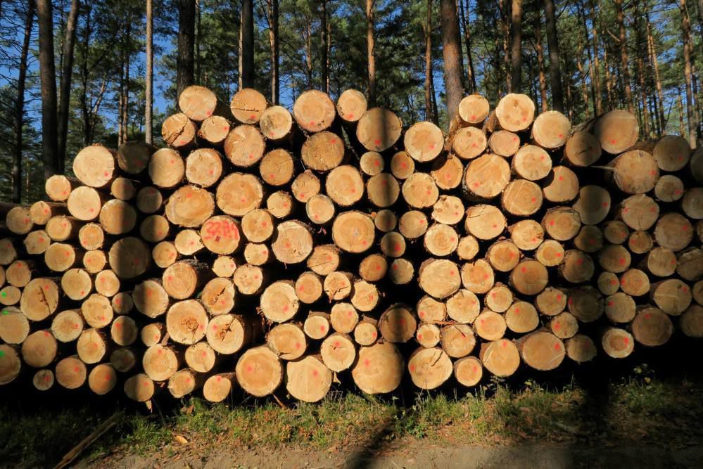 Lasy Państwowe na koronawirusie straciły już ponad 600 mln zł