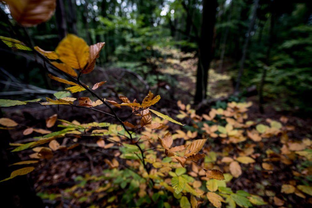 Od poniedziałku rolnicy mogą się ubiegać o pomoc na inwestycje w lasach