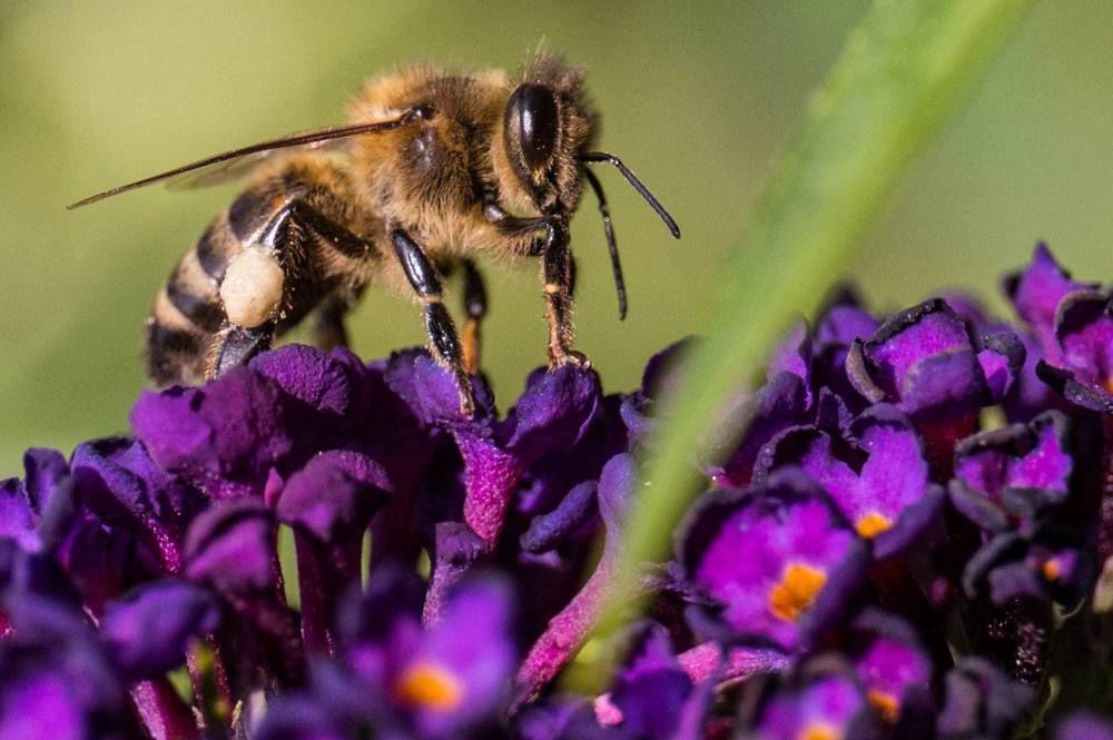 Zanieczyszczenie powietrza zniechęca owady do zapylania kwiatów