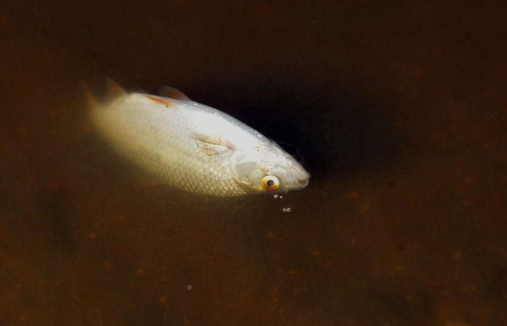 Znaleziono 10 kg śniętych ryb nad Wisłą w pobliżu Łomianek