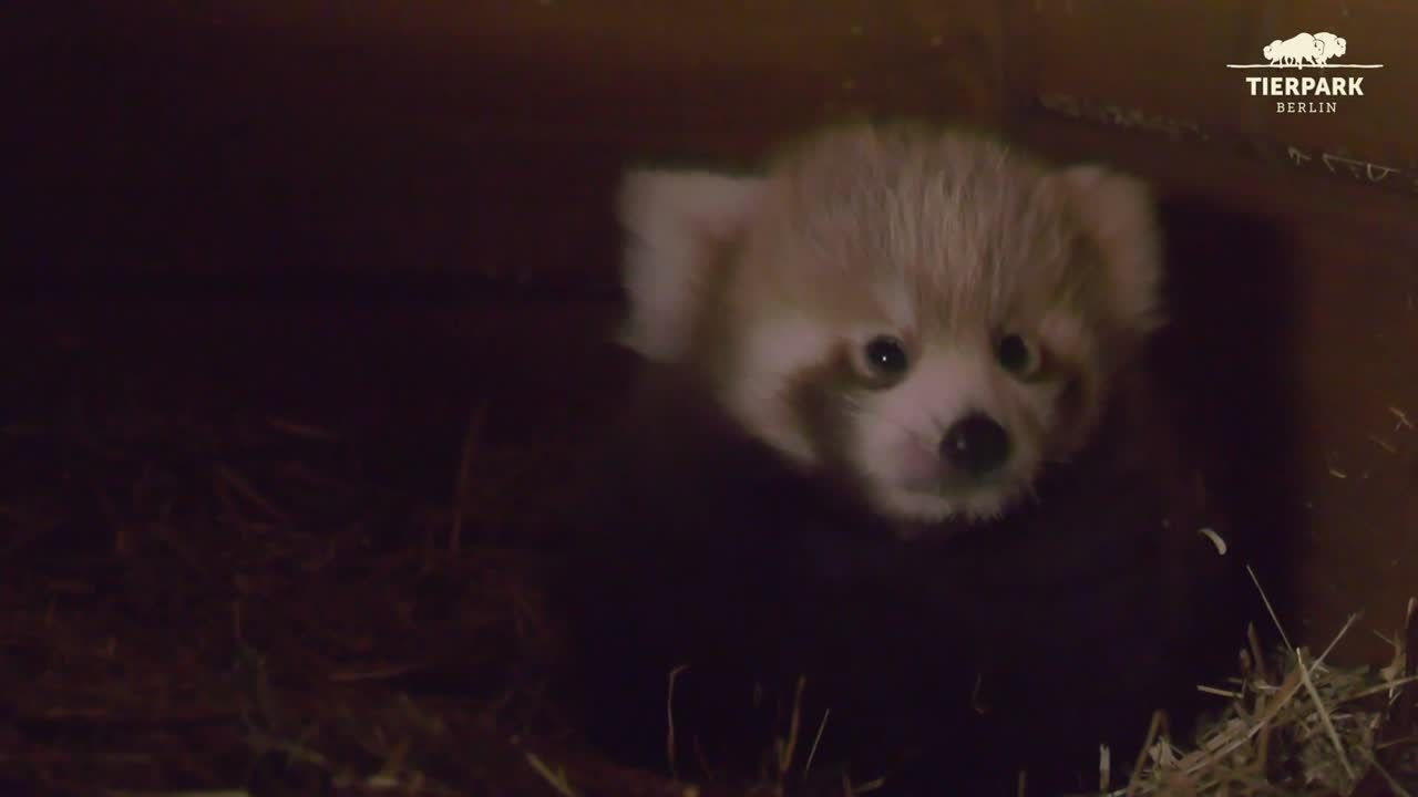 Berlińskie zoo powitało na świecie małą pandkę rudą. Ostatnio miało to miejsce aż 9 lat temu