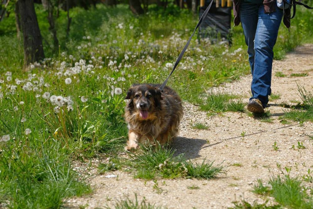 Warszawa: od soboty schronisko Na Paluchu będzie znów otwarte