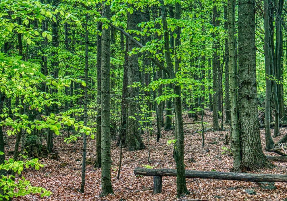 W związku z koronawirusem do 11 kwietnia zakaz wstępu do lasów i parków narodowych