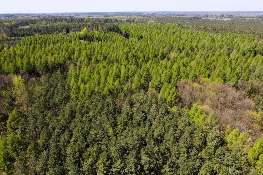 W prawie całym kraju najwyższe zagrożenie pożarowe