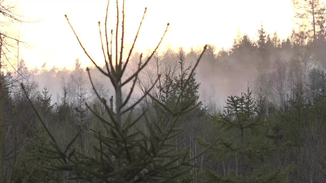 23 zastępy, 100 strażaków, trzy samoloty. Pożar Wielkiego Lasu Lubańskiego na Dolnym Śląsku