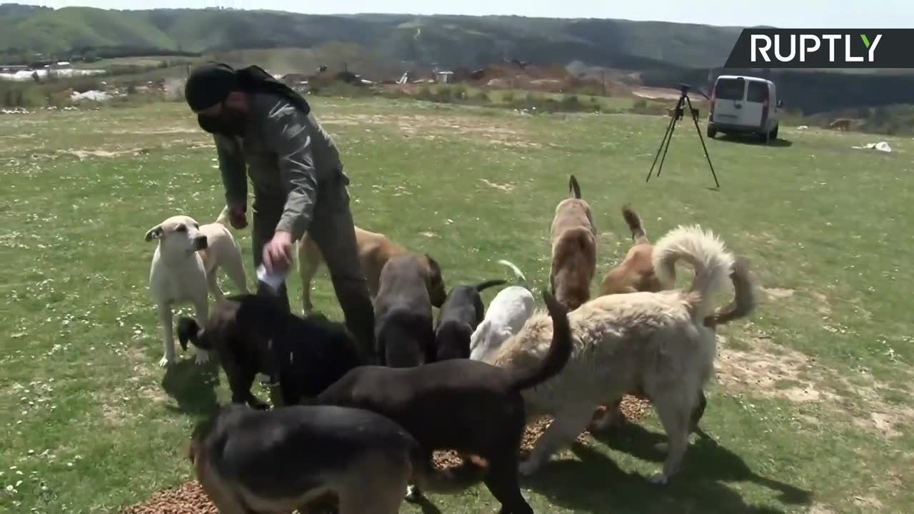 Mówią na niego Leśny Anioł. Aktywista opiekuje się 400 porzuconymi psami w dobie koronawirusa