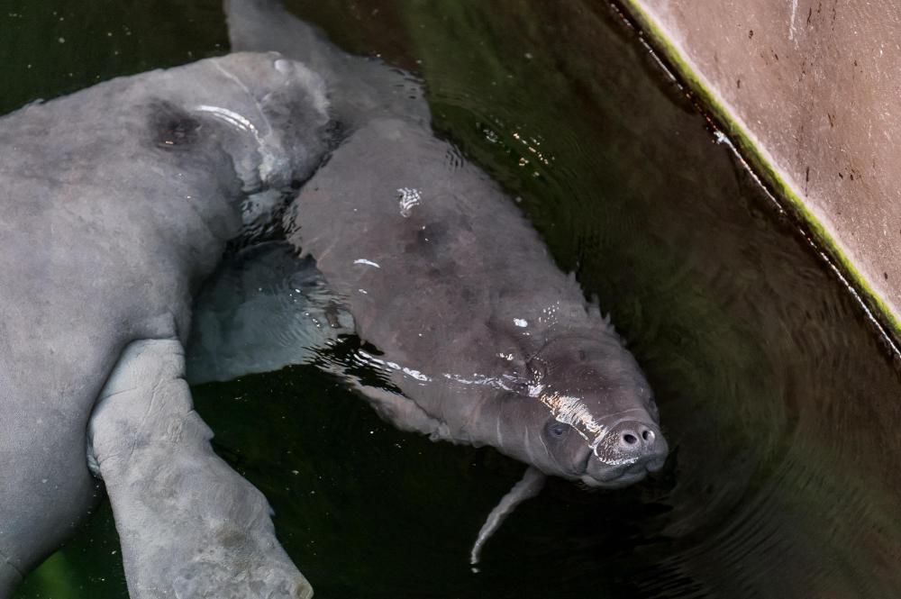 We wrocławskim zoo urodził się manat