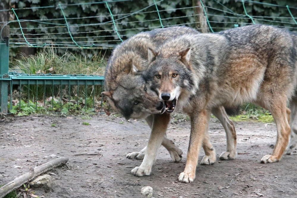 Europejscy łowcy epoki lodowcowej jadali mięso wilków