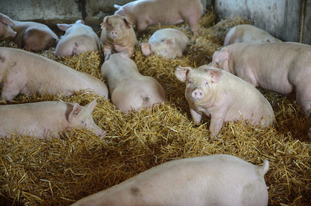 Produkcja mięsa wieprzowego jest poważnie zagrożona