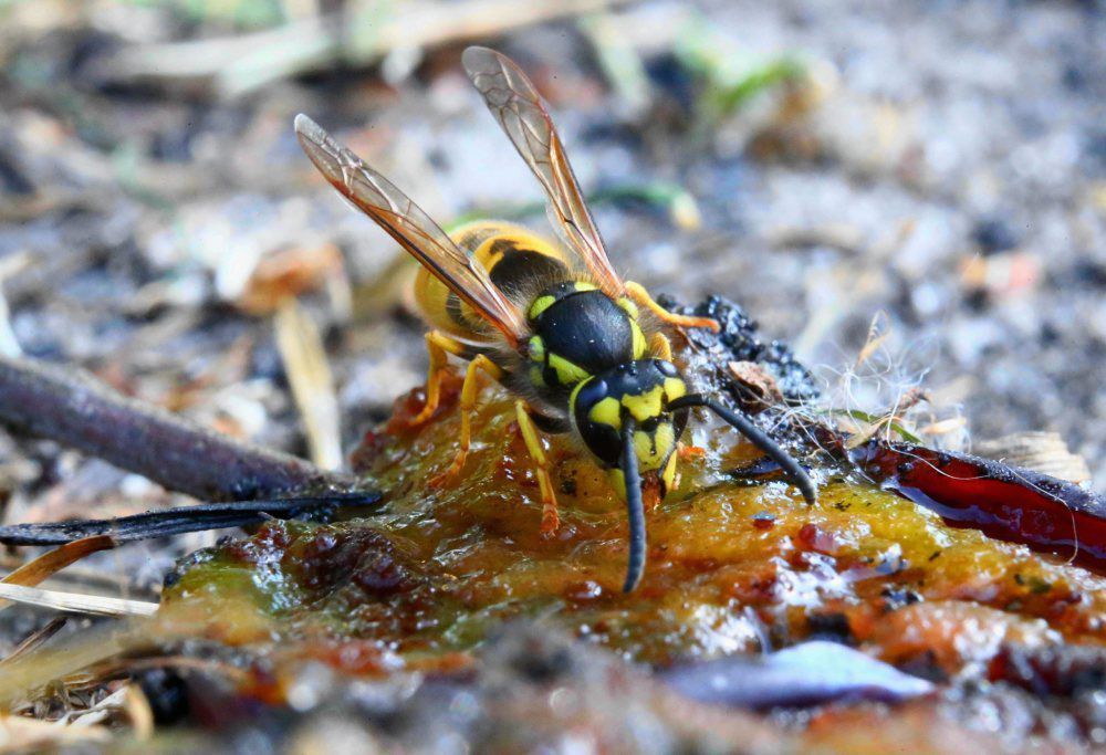 Odczulanie na jad owadów ratuje życie, nie wolno go przerywać