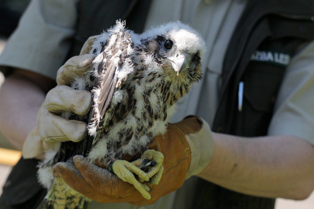 Zaobrączkowano trzy młode sokoły wędrowne na leśnym gnieździe