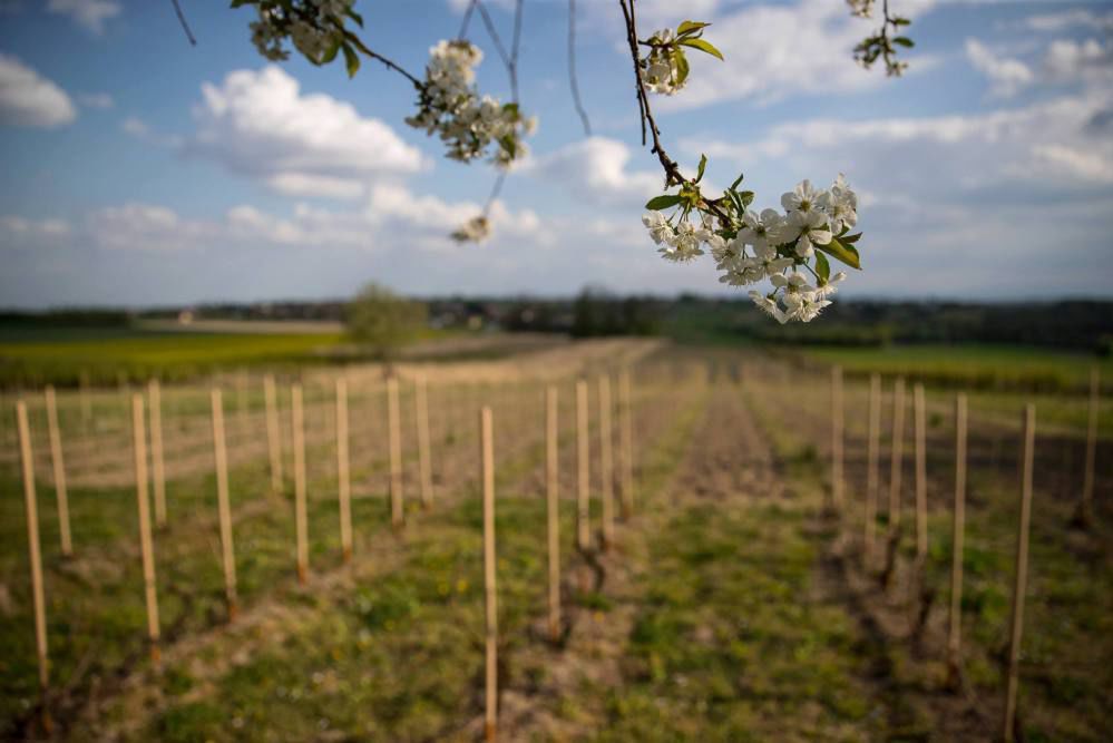 Majowe przymrozki ograniczą tegoroczne zbiory w winnicach