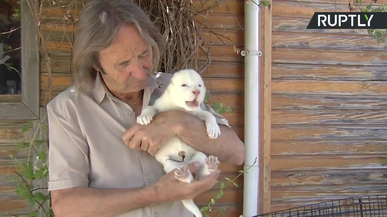 Białe lwiątko przyszło na świat w rezerwacie pod Sevillą. Pierwszy albinos urodzony w niewoli