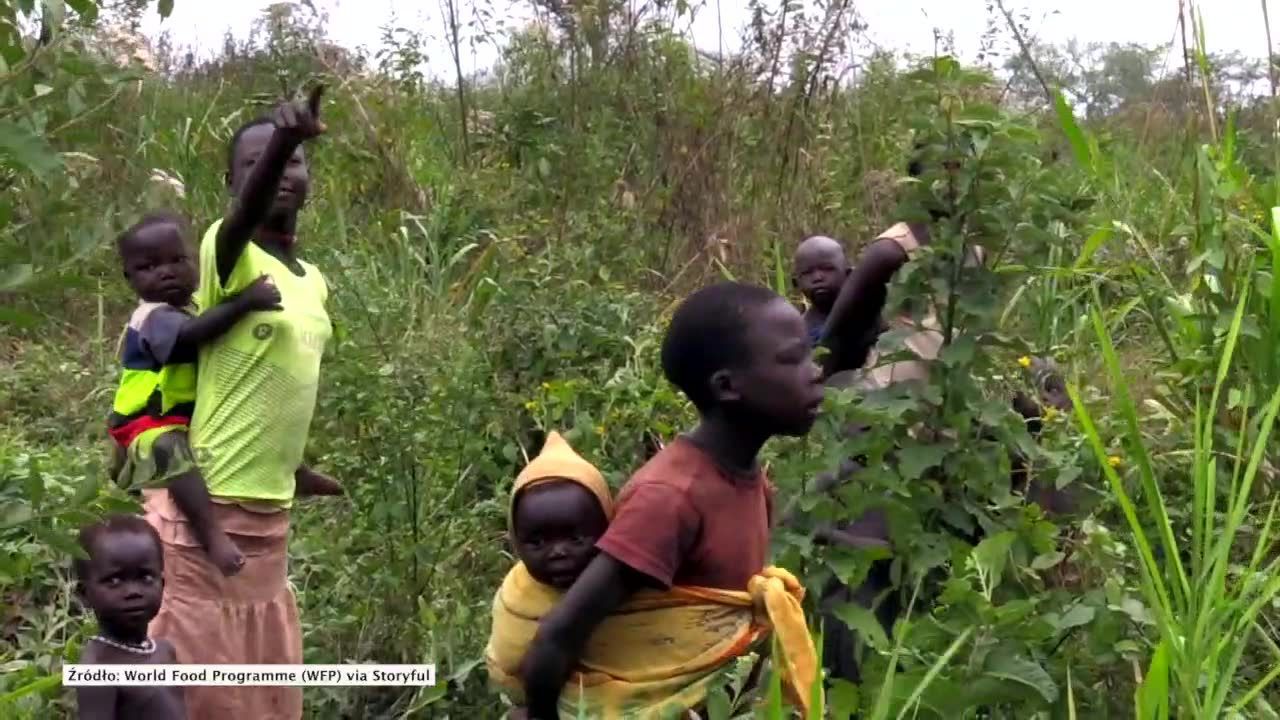 Plaga szarańczy w Sudanie Południowym. Klęska głodu może dotknąć 25 milionów ludzi