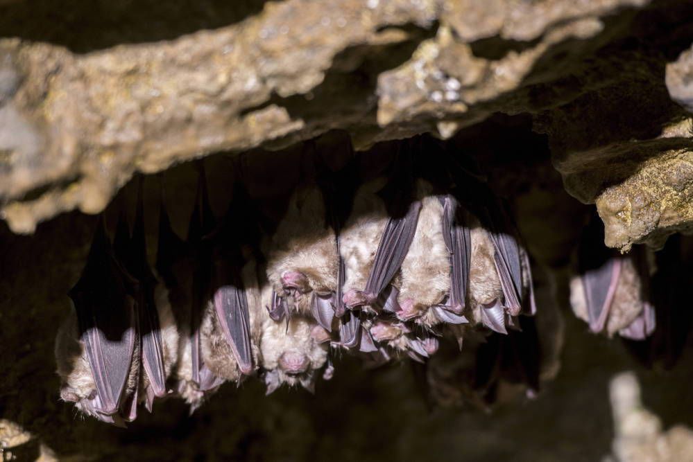 Tajlandia: naukowcy zbadają nietoperze w związku z koronawirusem z Chin