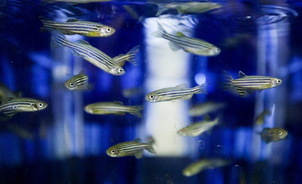 Rybie “awatary” mogą pomóc w radioterapii nowotworów