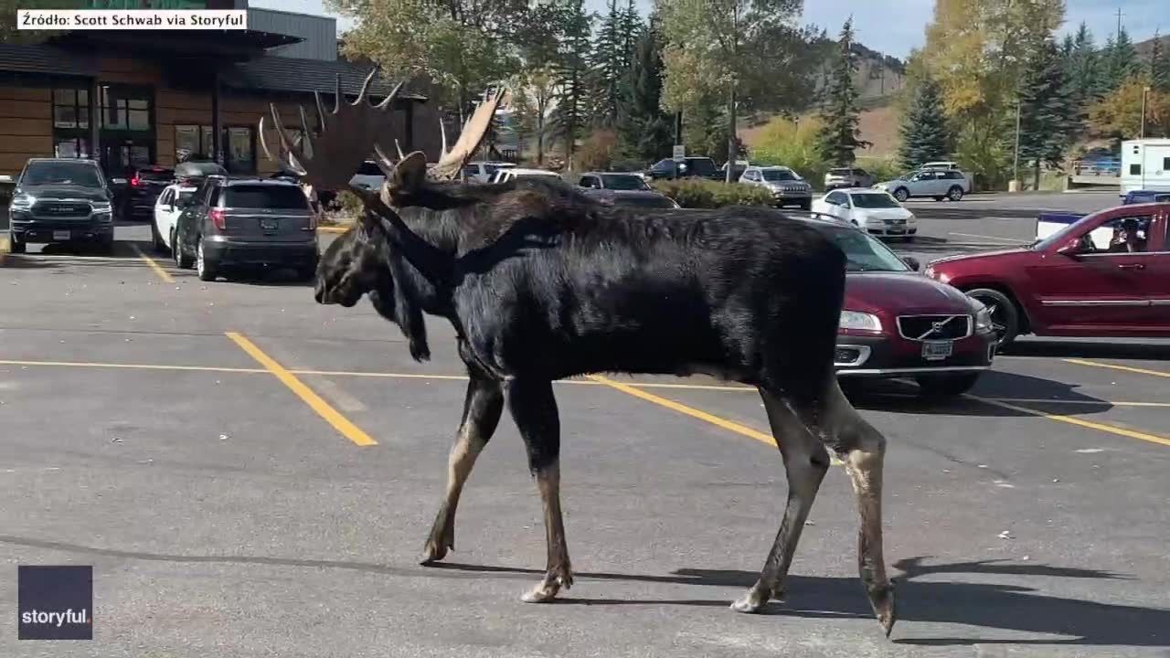 Uważajcie na łosia! Zwierzak grasował po parkingu w Stanach Zjednoczonych