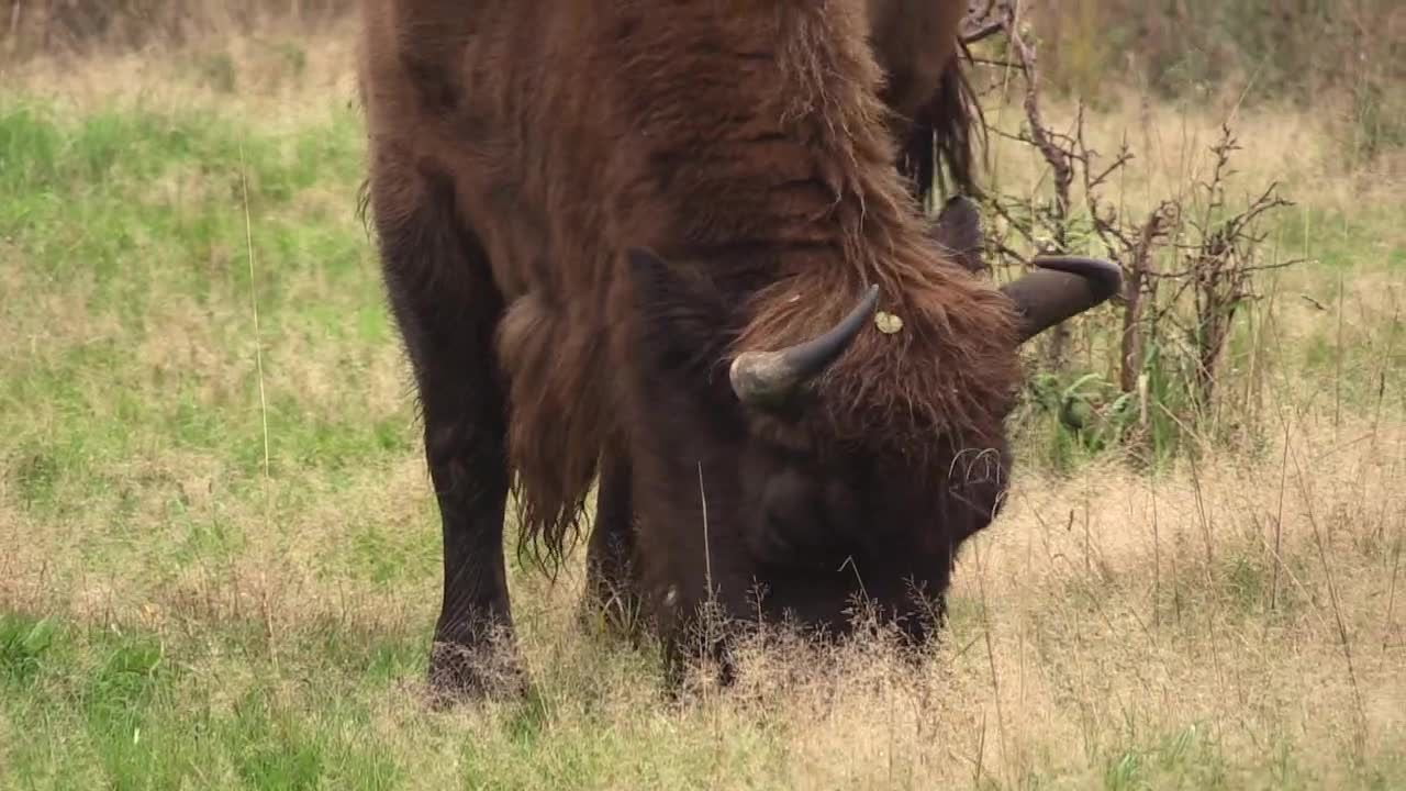 Leśnik zastrzelił żubra. Tłumaczył, że pomylił go z… dzikiem