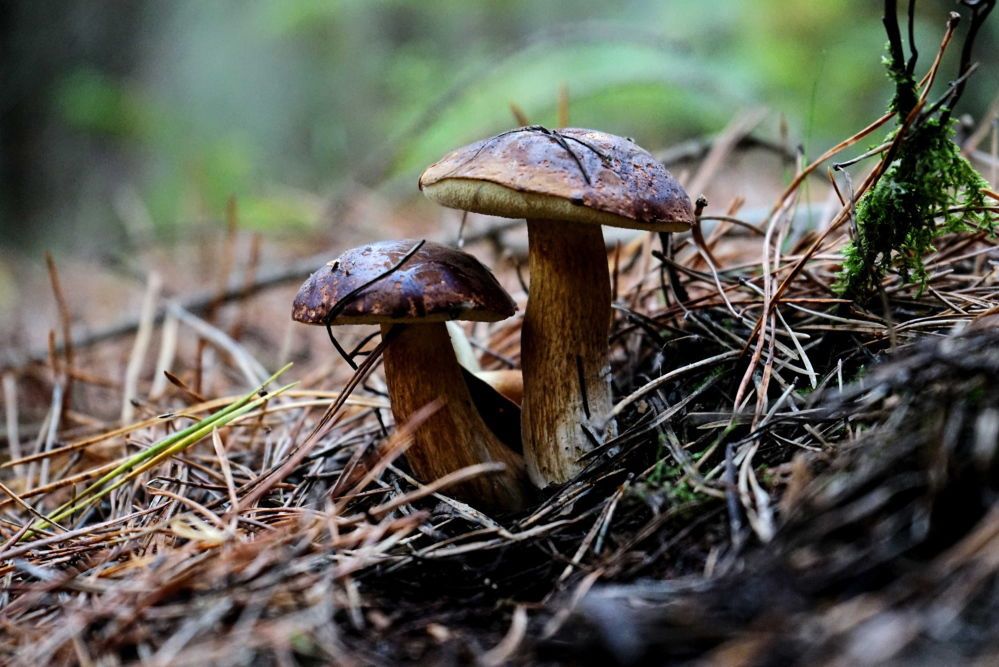 W Polsce można zbierać grzyby bez ograniczeń, w Niemczech tylko do 2 kg dziennie