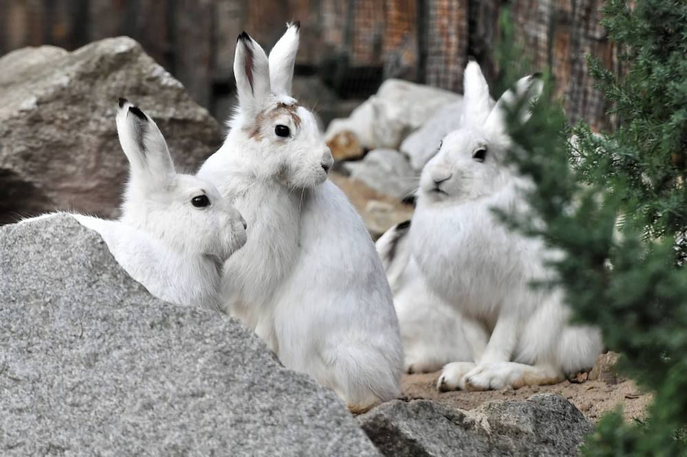 We wroclawskim zoo hodowane są zagrożone wyginięciem zające bielaki