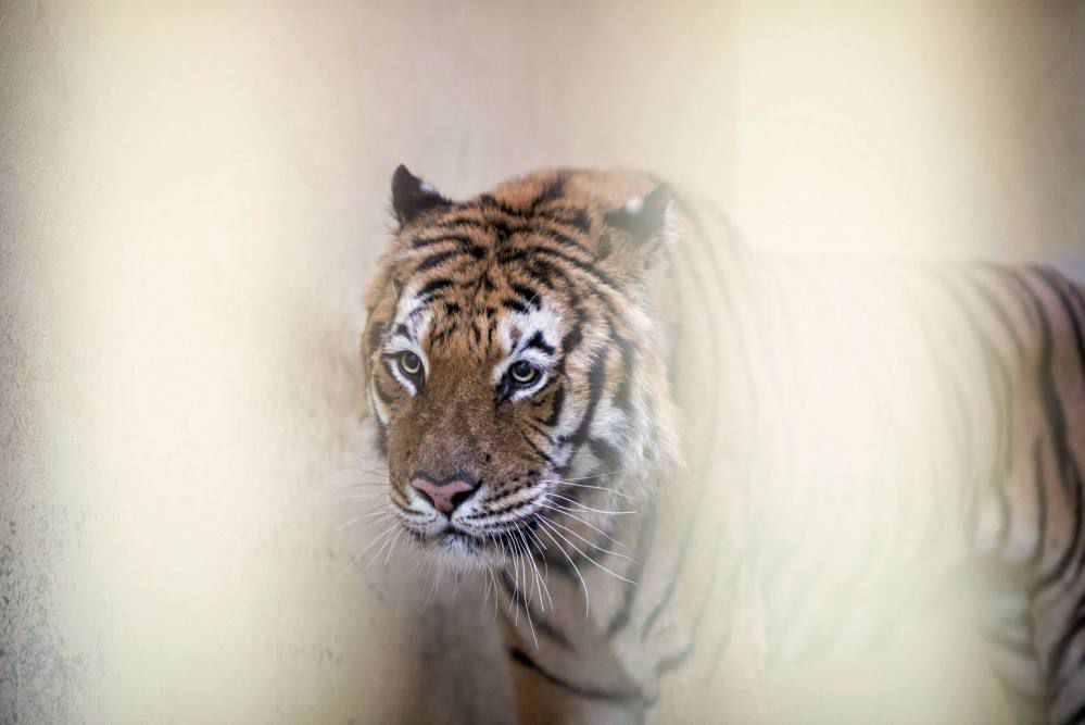 Stan wszystkich tygrysów z Poznańskiego ZOO uległ zdecydowanej zmianie