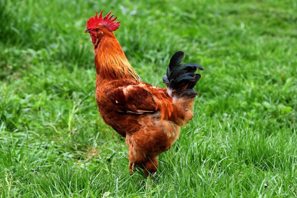 Mięso z kastrowanego, młodego koguta to francuski przysmak świąteczny