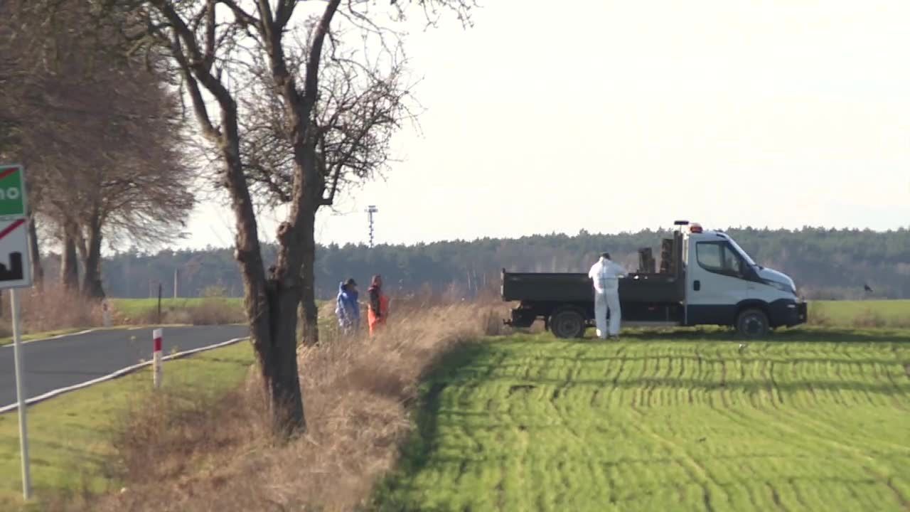 Afrykański pomór świń w Zielonej Górze. Zakazano wchodzenia do lasów