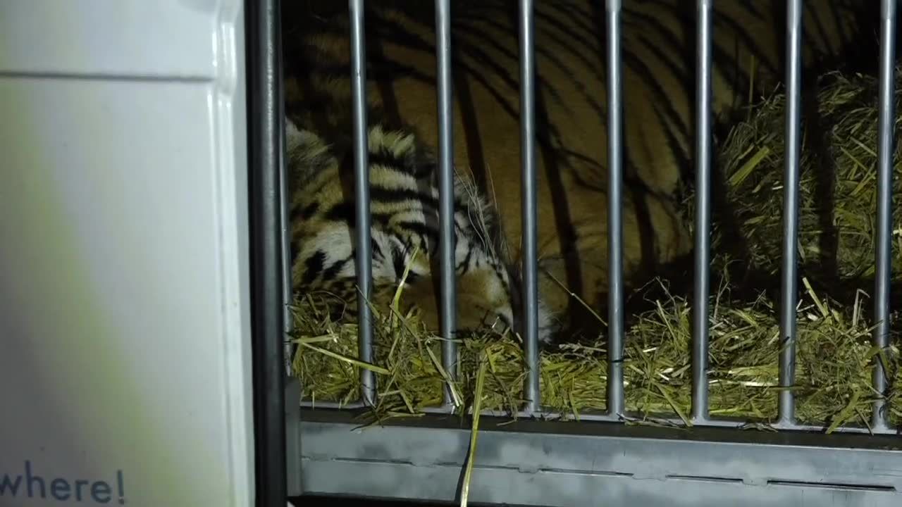 Tygrysy z poznańskiego zoo w drodze do Hiszpanii. “Jadą do komfortowego azylu, gdzie będą pod świetną opieką”