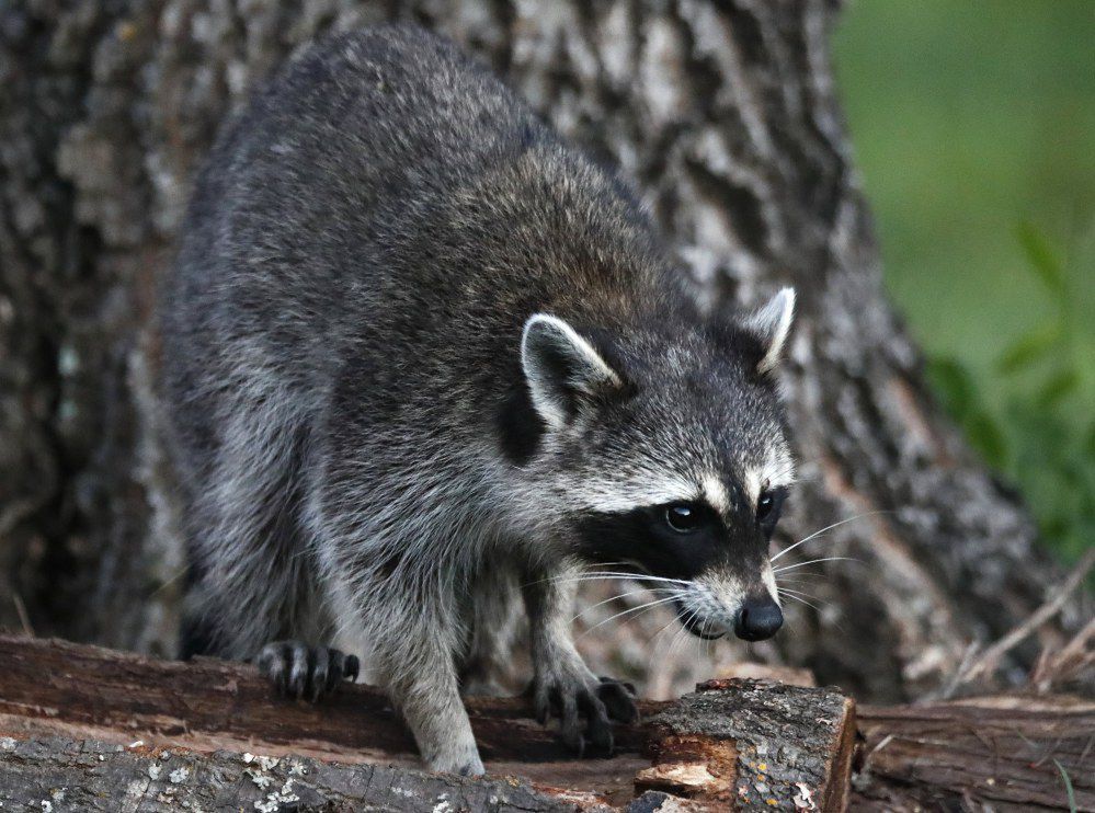 Szop pracz zaobserwowany w Roztoczańskim Parku Narodowym