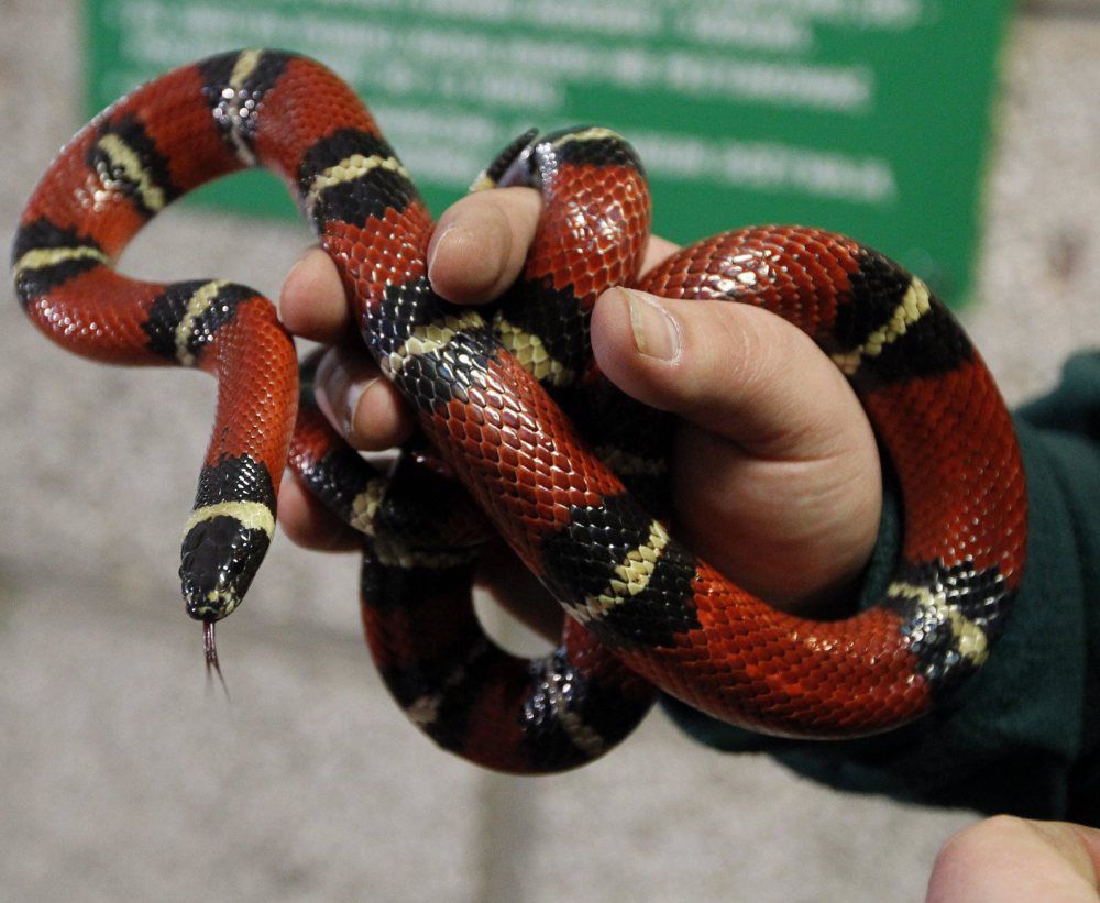 Warszawa: strażnicy miejscy złapali węża, który pełzał w kuchni