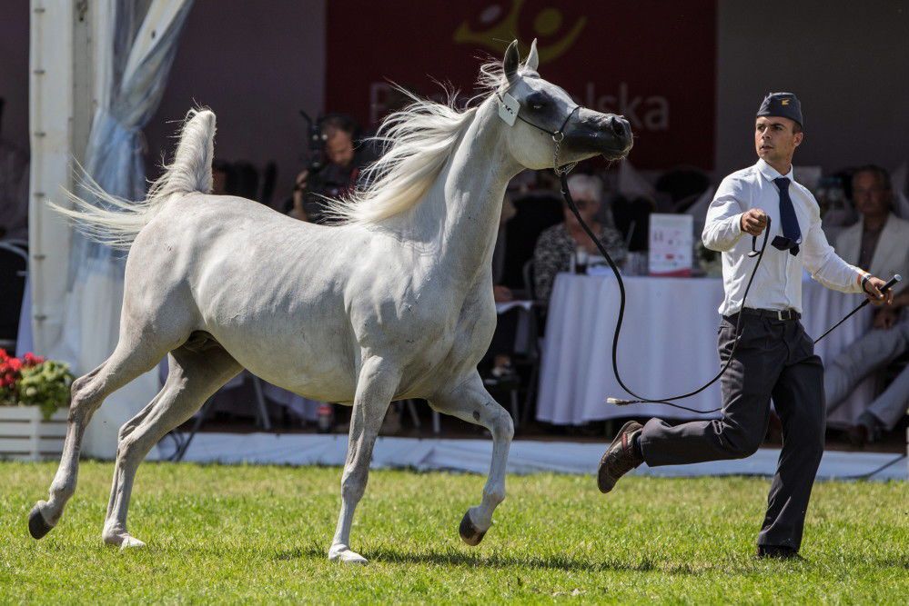 Prawie 1,4 mln euro za konie na aukcji Pride of Poland w Janowie Podlaskim