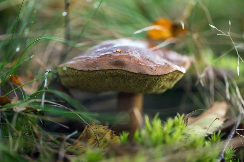 PPOZ: trzeba wiedzieć, które grzyby można zbierać, a jakich nie