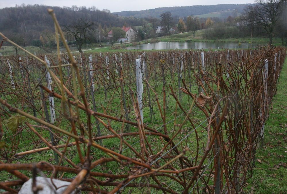 Winnica UJ w grudniu zaprezentuje drugą edycję wina lodowego