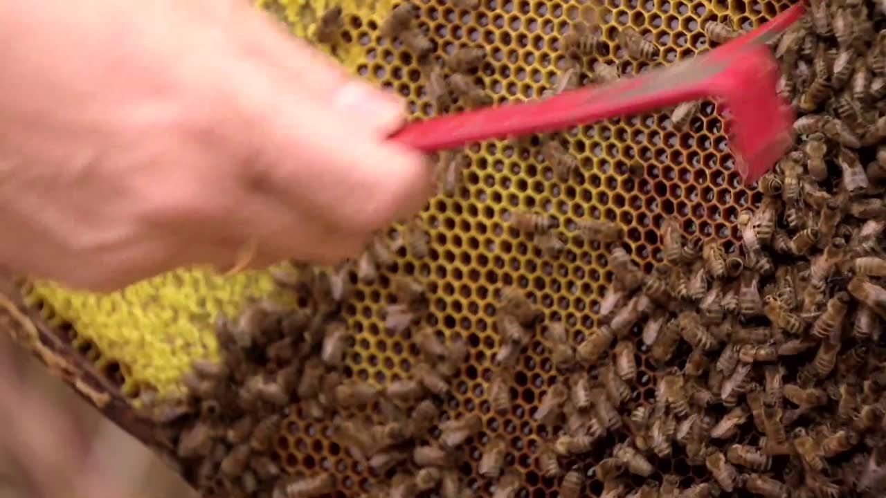 Jak nie dać się nabrać i kupić prawdziwy miód? Przydatne rady