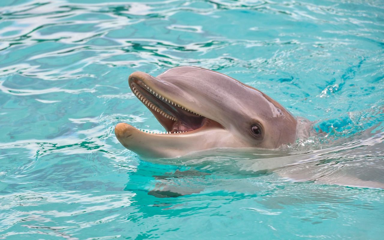 Pożar delfinarium w Rosji