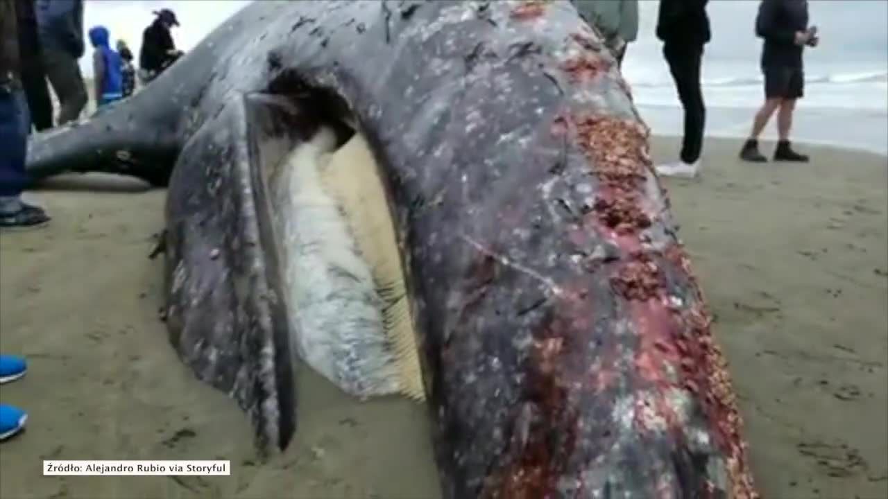 Martwy wieloryb na plaży w San Francisco. Dziewiąty w ciągu ostatnich dwóch miesięcy
