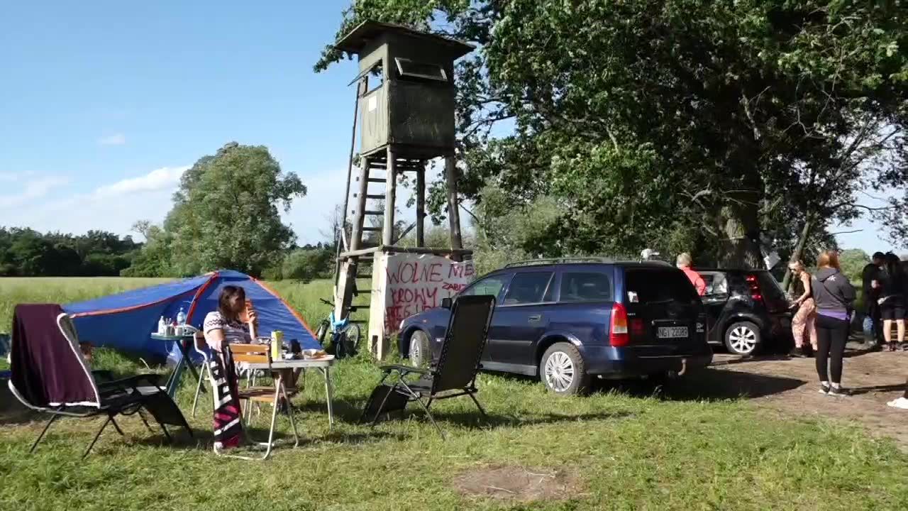 Obrońcy praw zwierząt pilnują stada krów z Deszczna