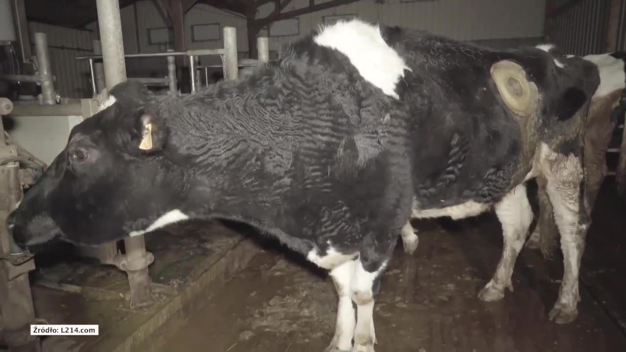 We Francji eksperymentują na krowach.