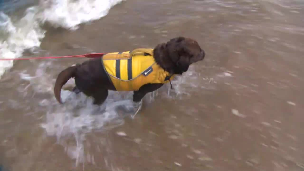 Specjalnie szkolone psy pomagają ratować tonących.
