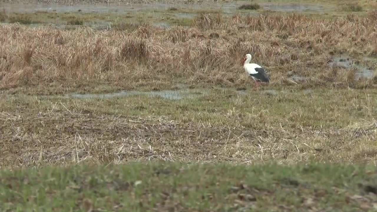 Pierwsze bociany już w Polsce. Osiedliły się na Warmii i Mazurach