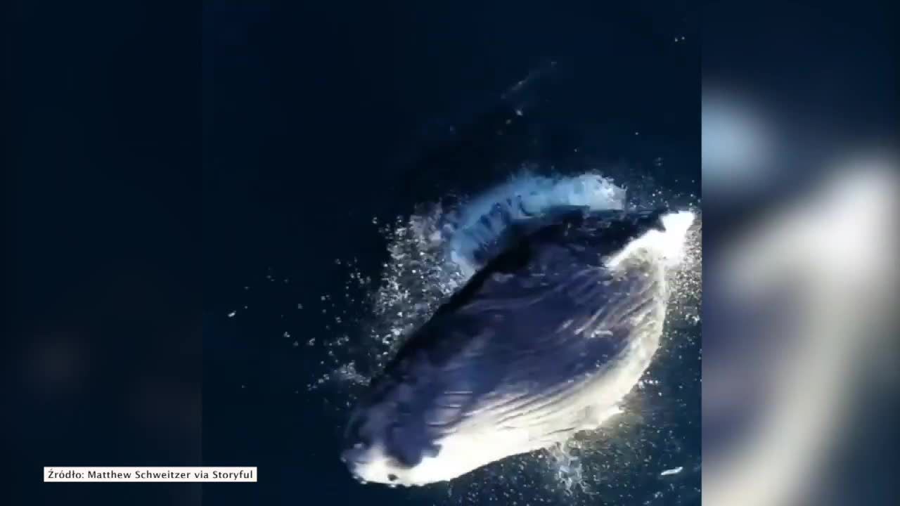 Majestatyczny skok humbaka. Mieszkaniec hawajów uchwycił wieloryba w niezwykłym momencie