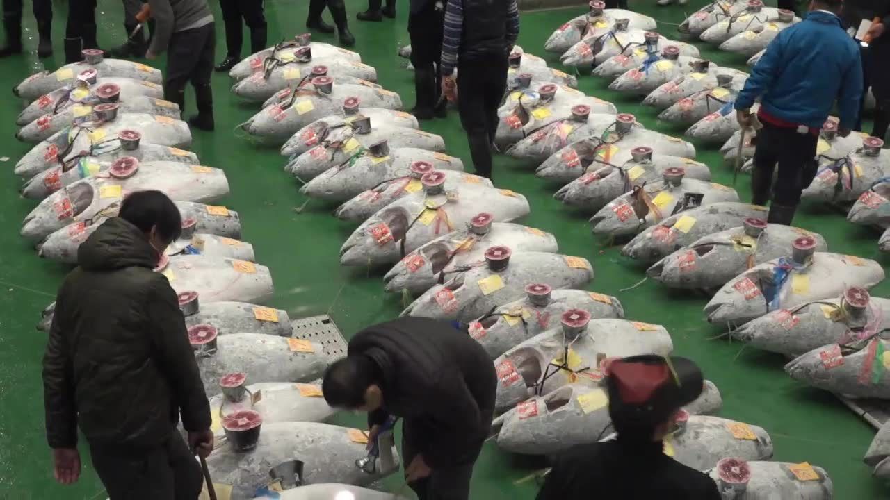 Rekordowo drogi tuńczyk został sprzedany na japońskiej aukcji. Kosztował ponad 3 mln dolarów