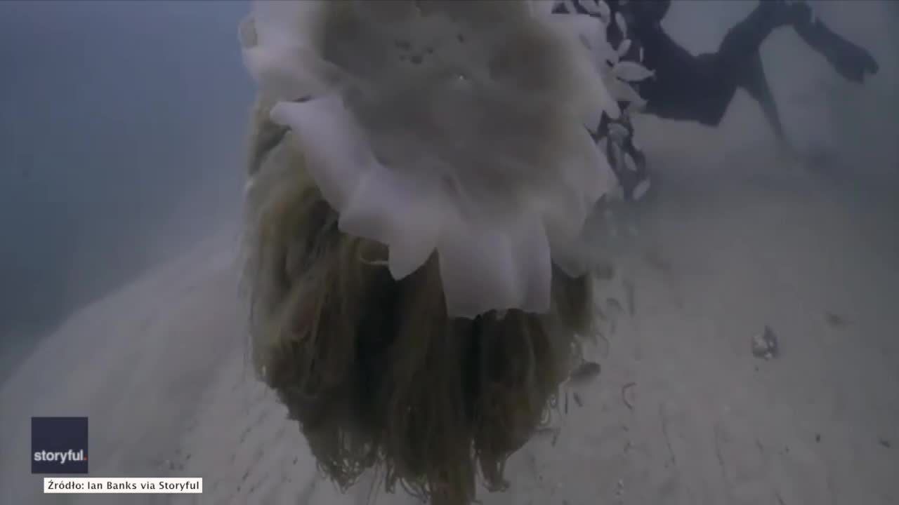 Największa meduza na świecie nagrana kamerą