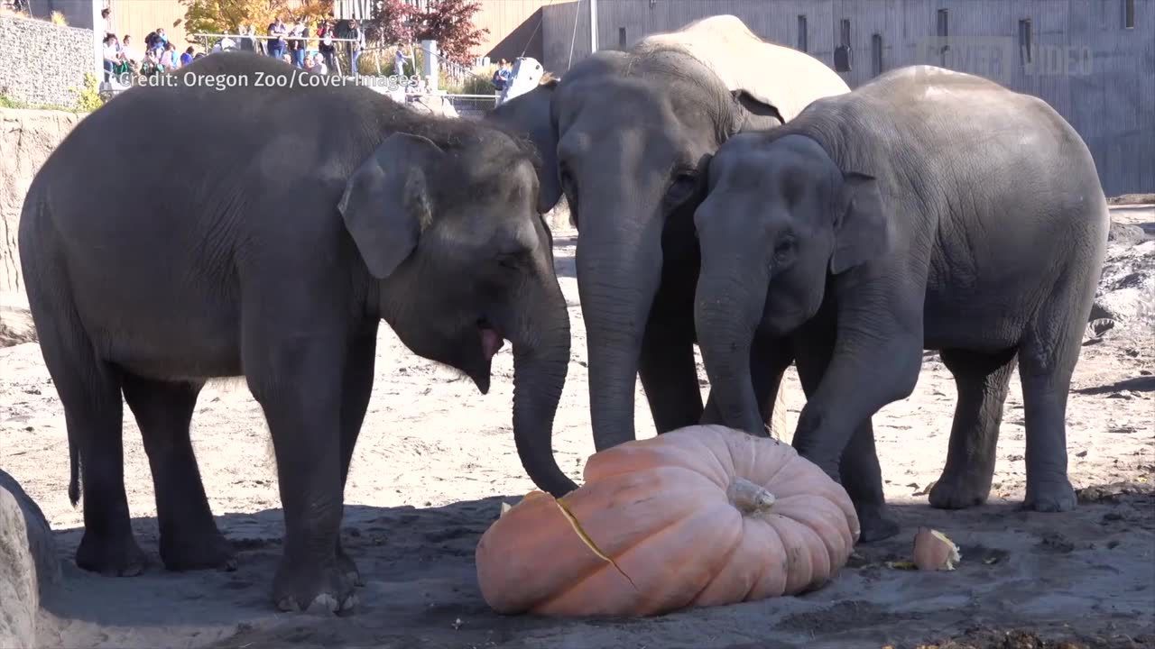 Słonie też przygotowują się na Halloween. Zaczęły od… gigantycznych dyń