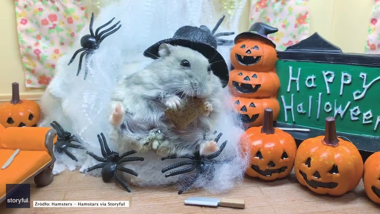 Ten chomik jest już gotowy na Halloween