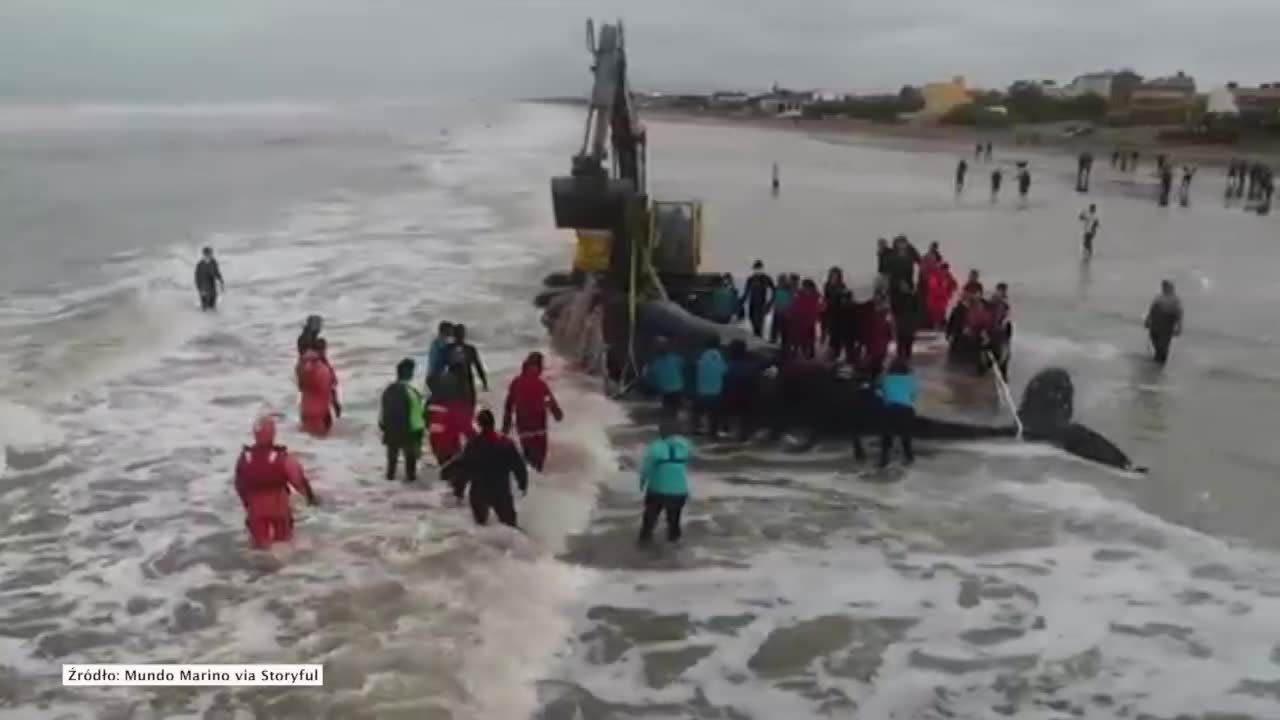 Wieloryb utknął na plaży u wybrzeży Argentyny. Uratowano go po 28-godzinnej akcji ratowniczej